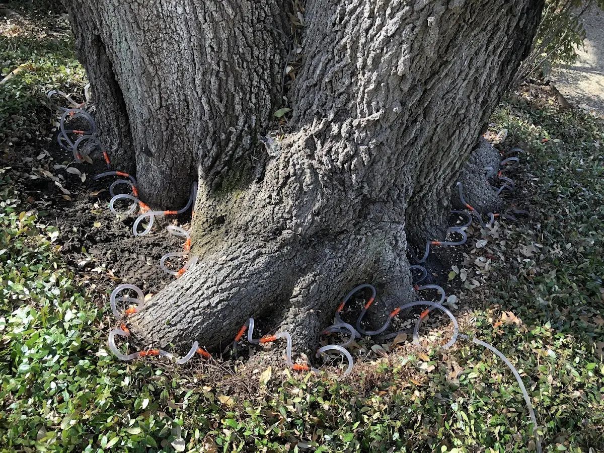 Detailed Tree Cabling and Bracing job site in Sarepta