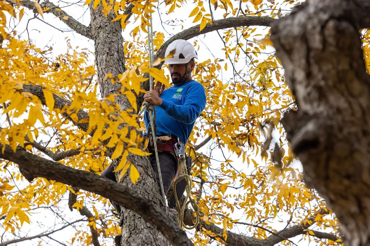 Skilled Emergency Tree Service crew working in Sarepta